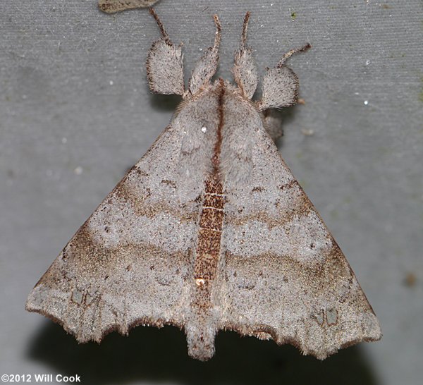 Olceclostera angelica - The Angel