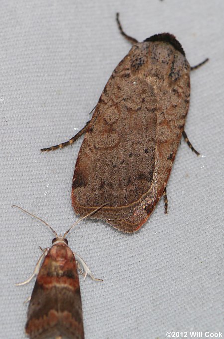 Protolampra brunneicollis - Brown-collared Dart