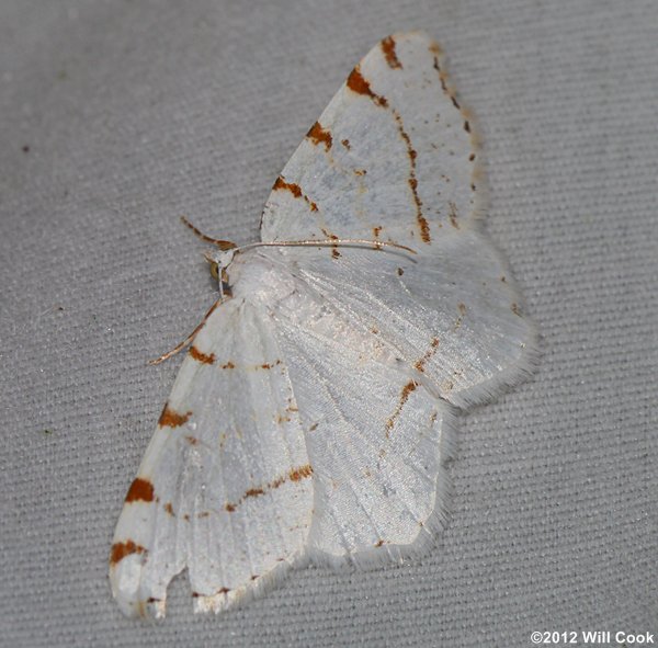 Speranza pustularia - Lesser Maple Spanworm