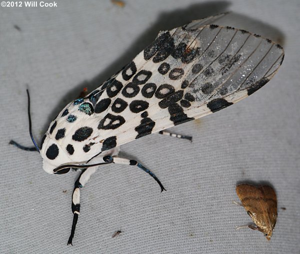 Hypercompe scribonia - Giant Leopard Moth