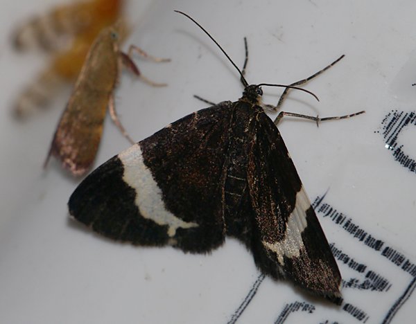 Trichodezia albovittata - White-striped Black