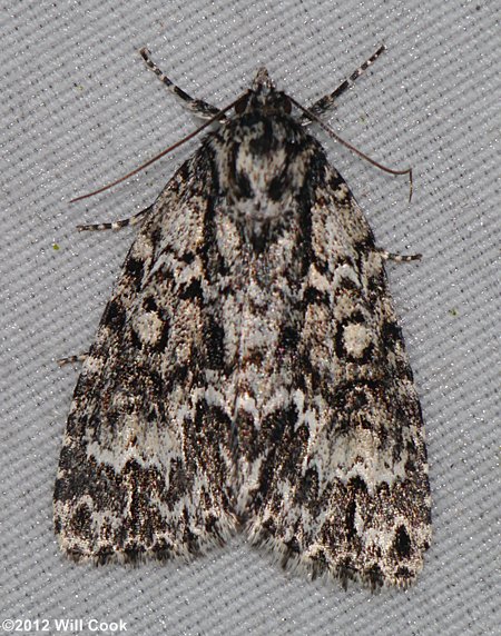 Acronicta fragilis - Fragile Dagger Moth