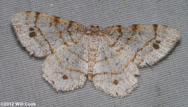 Trigrammia quadrinotaria - Four-spotted Angle