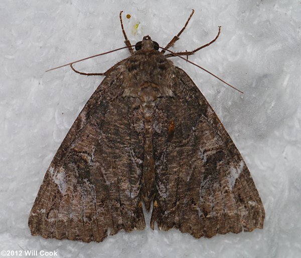 Euparthenos nubilis - Locust Underwing