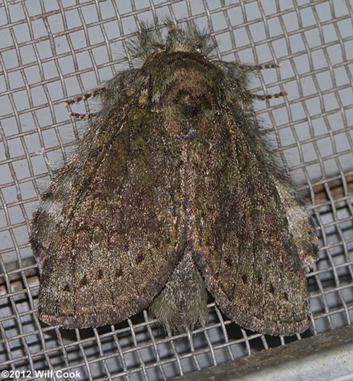 Heterocampa biundata - Wavy-lined Heterocampa