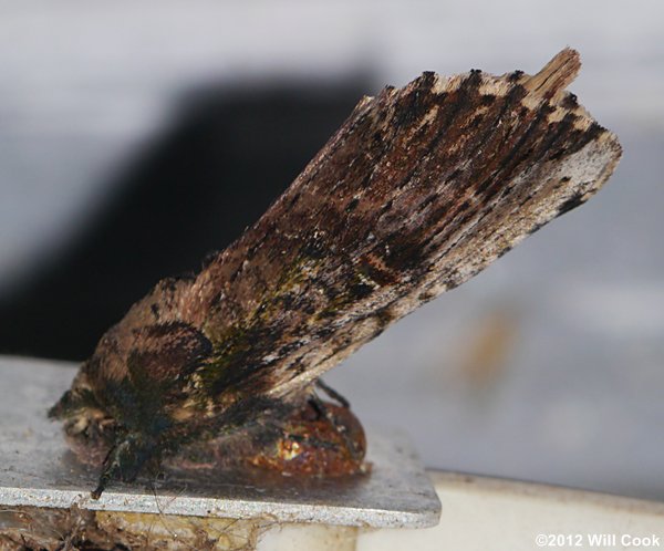 Schizura ipomoeae - Morning-glory Prominent