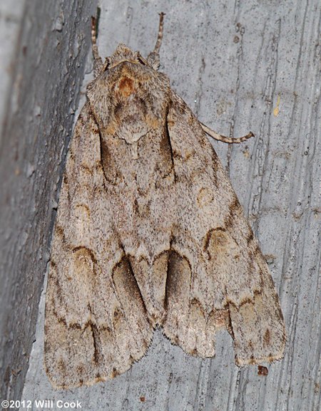 Acronicta morula - Ochre Dagger