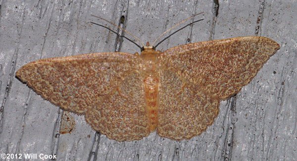 Pleuroprucha insulsaria - Common Tan Wave