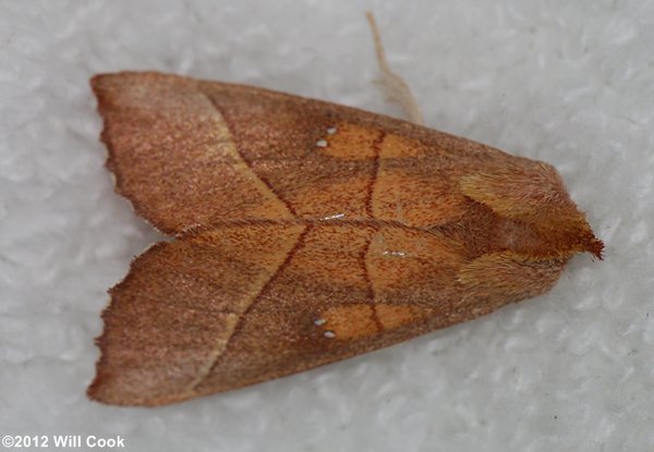 Nadata gibbosa - White-dotted Prominent