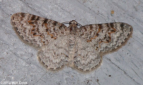 Hydrelia inornata - Unadorned Carpet