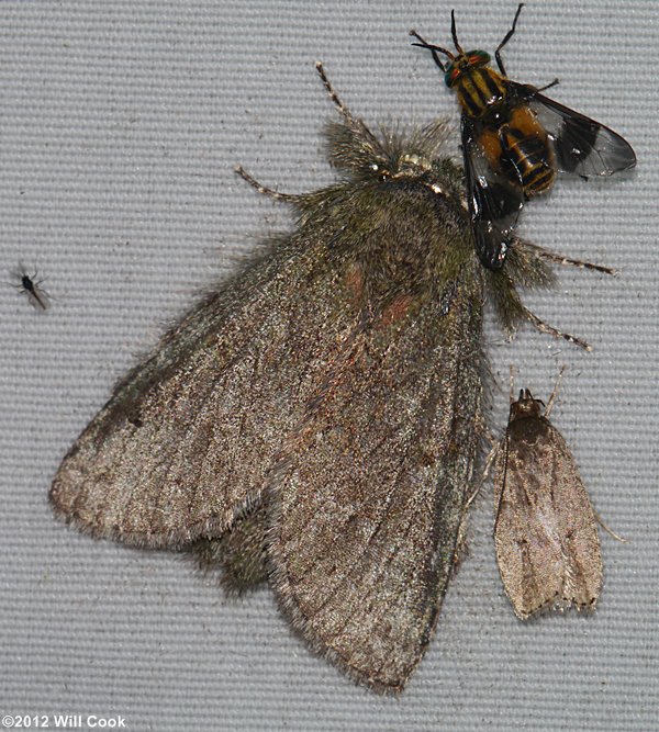 Misogada unicolor - Drab Prominent