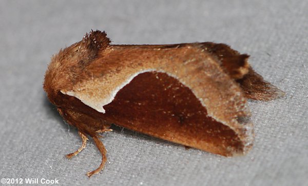 Prolimacodes badia - Skiff Moth