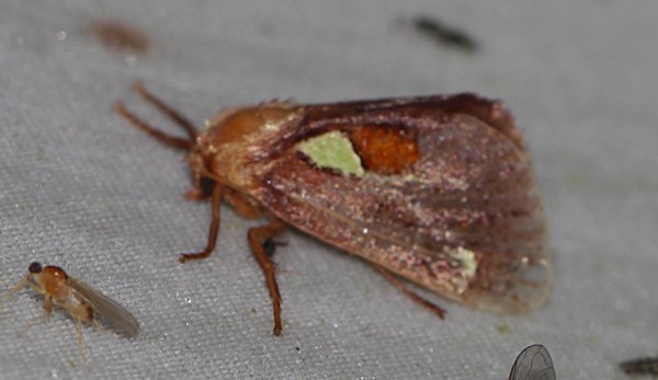 Euclea delphinii - Spiny Oak-Slug