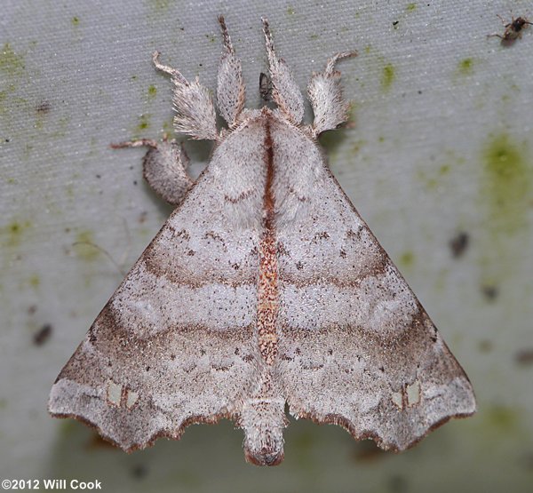 Olceclostera angelica - The Angel