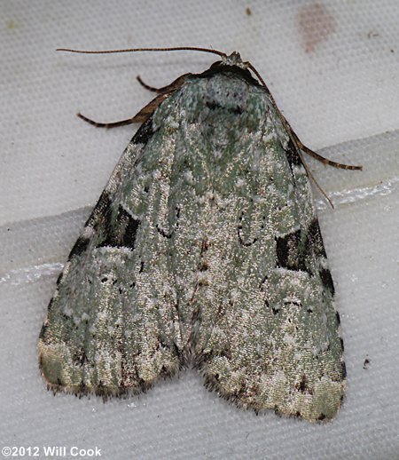 Leuconycta diphteroides - Green Leuconycta