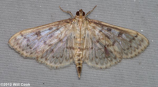 Herpetogramma pertextalis - Bold-feathered Grass Moth