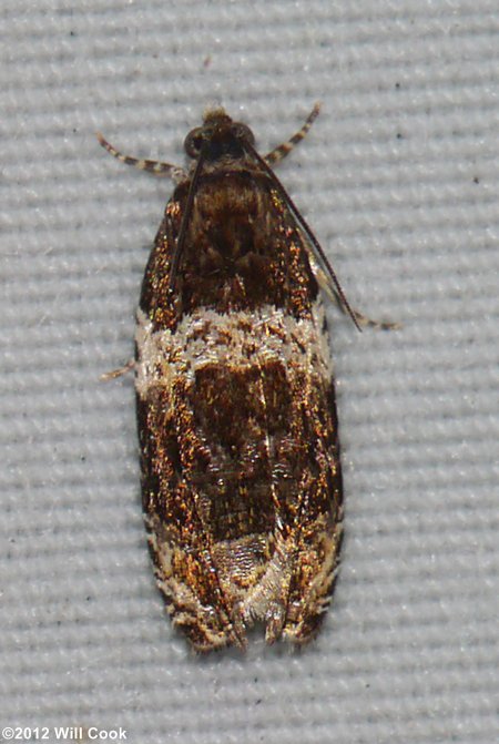 Orthotaenia undulana - Dusky Leafroller