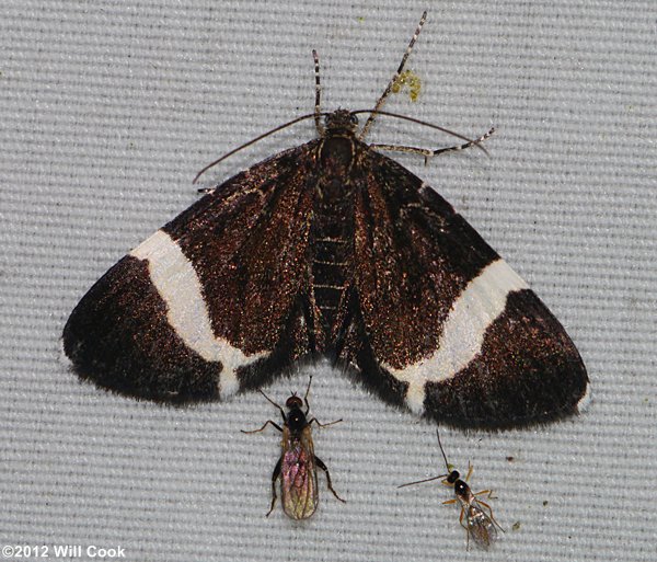 Trichodezia albovittata - White-striped Black