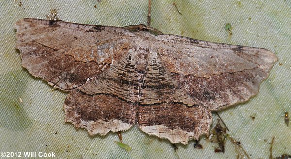 Lytrosis unitaria - Common Lytrosis