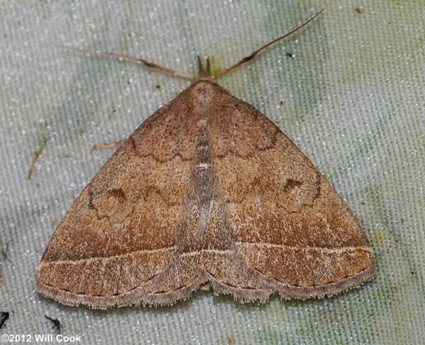 Zanclognatha marcidilinea - Yellowish Zanclognatha