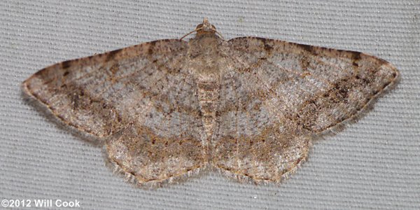 Digrammia ocellinata - Faint-spotted Angle