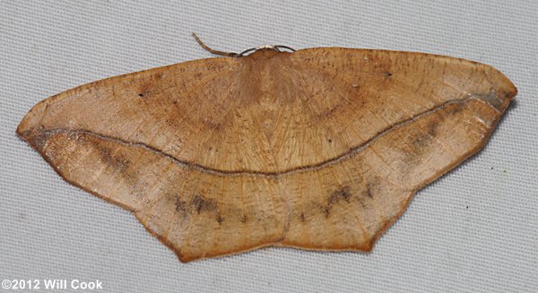 Prochoerodes lineola - Large Maple Spanworm