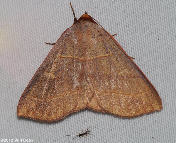 Panopoda rufimargo - Red-lined Panopoda