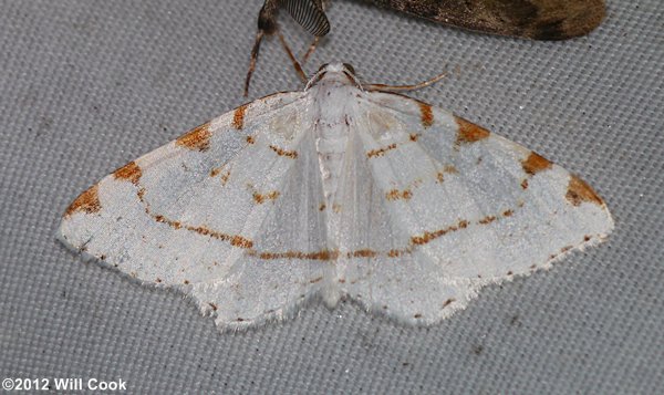 Speranza pustularia - Lesser Maple Spanworm