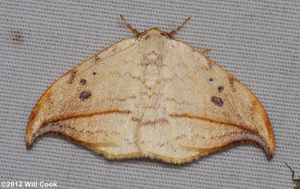 Drepana arcuata - Arched Hooktip Moth