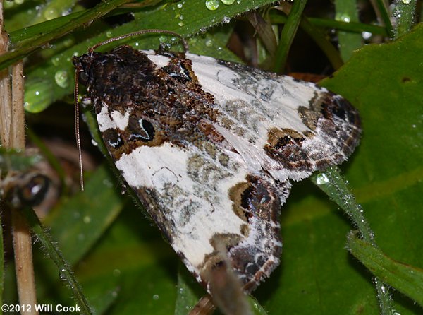 Cerma cerintha - Tufted Bird Dropping Moth