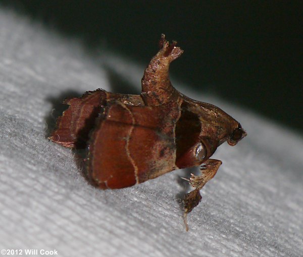 Tosale oviplagalis - Dimorphic Tosale Moth