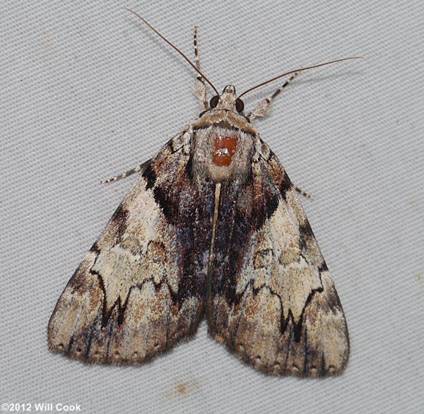 Catocala blandula - Charming Underwing