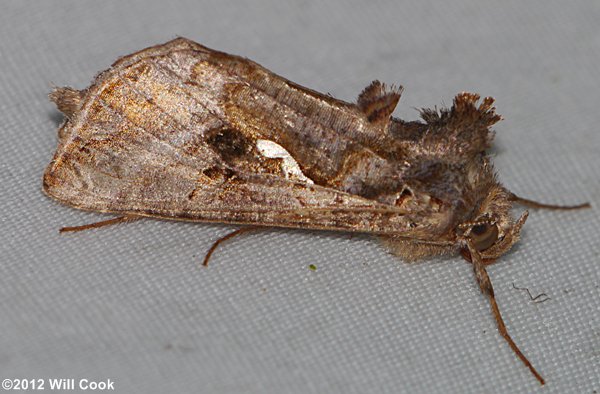 Chrysodeixis includens - Soybean Looper