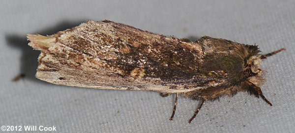 Schizura ipomoeae - Morning-glory Prominent