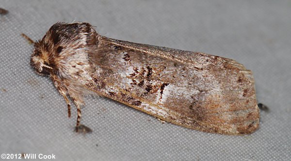 Ellida caniplaga - Linden Prominent