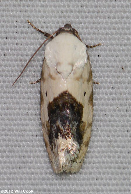 Ponometia erastrioides - Small Bird-dropping Moth