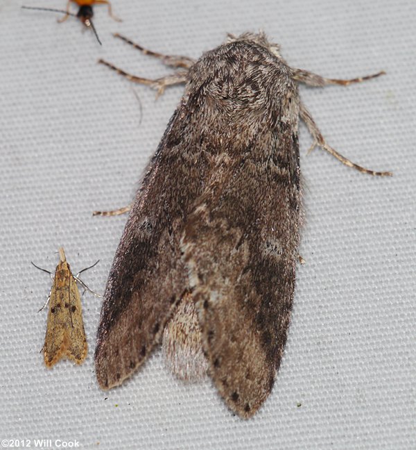 Lochmaeus manteo - Variable Oakleaf Caterpillar Moth