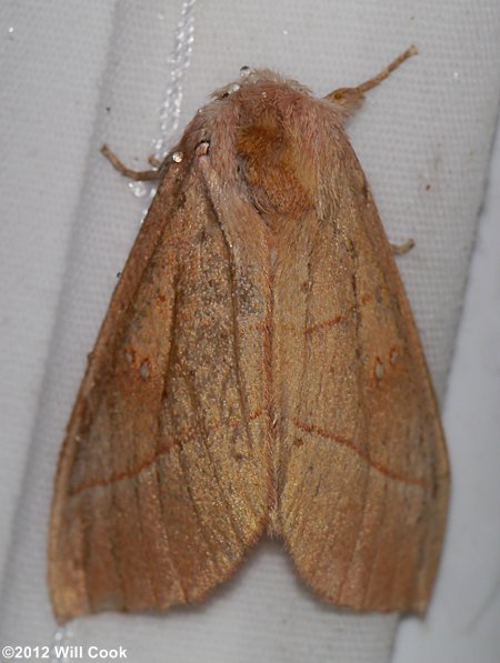 Nadata gibbosa - White-dotted Prominent