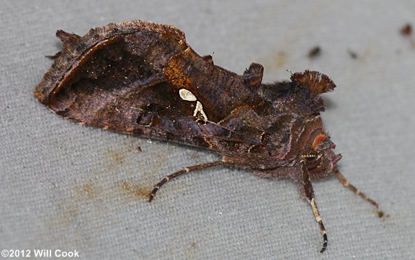 Chrysodeixis includens - Soybean Looper