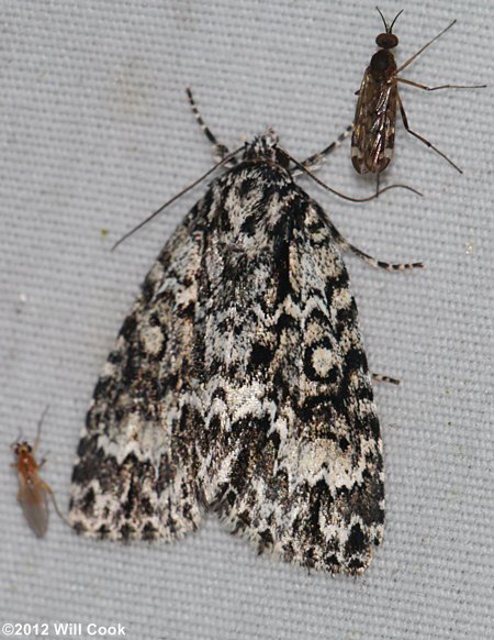 Acronicta fragilis - Fragile Dagger Moth