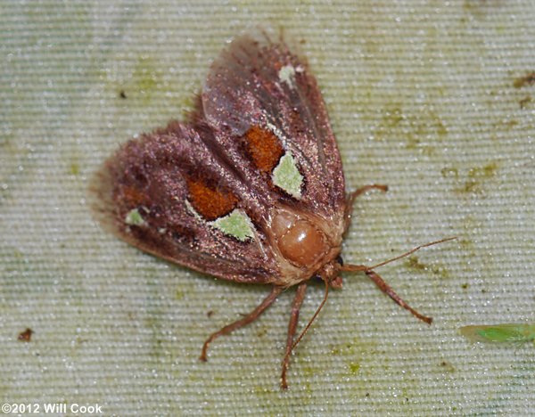 Euclea delphinii - Spiny Oak-Slug