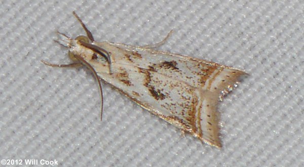 Microcrambus elegans - Elegant Grass-veneer