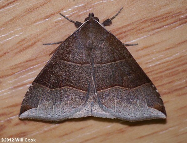 Parallelia bistriaris - Maple Looper Moth