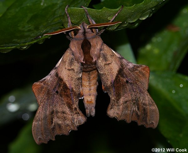 Paonias excaecatus - Blinded Sphinx