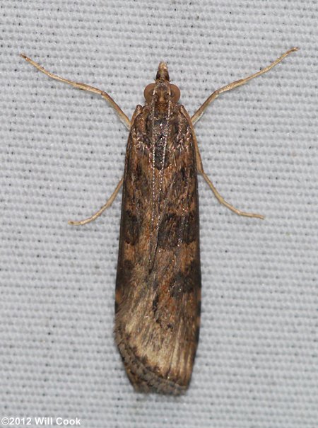 Nomophila nearctica - Lucerne Moth