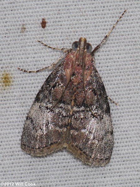 Pococera asperatella - Maple Webworm