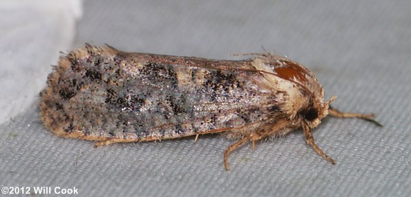 Acrolophus plumifrontella - Eastern Grass-tubeworm Moth