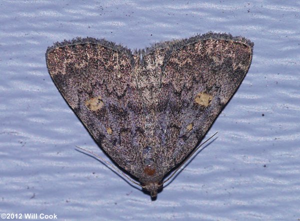 Idia aemula - Common Idia