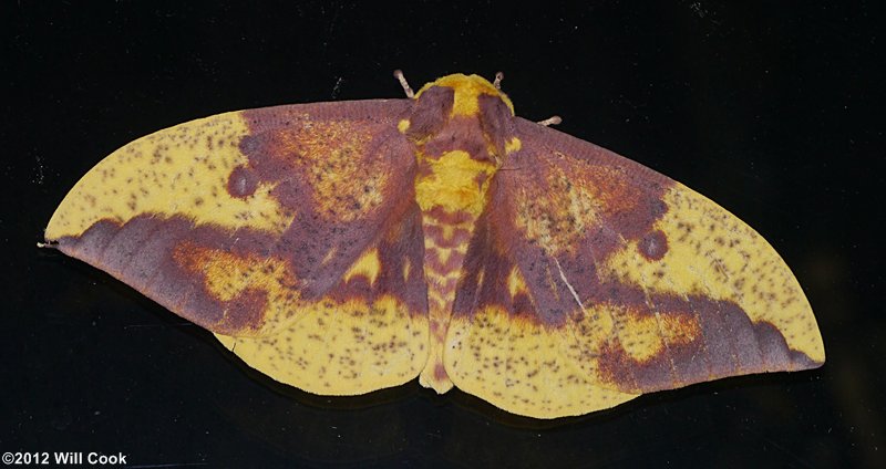 Imperial Moth (Eacles imperialis)