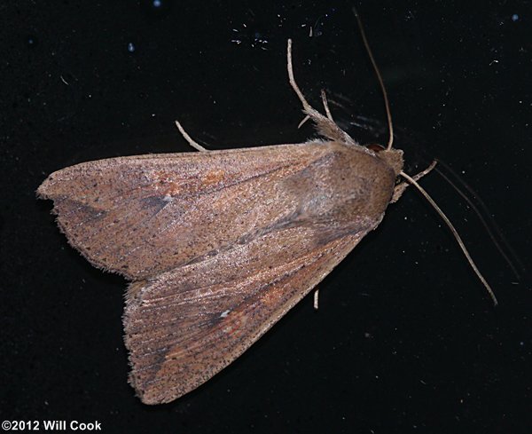 Mythimna unipuncta - Armyworm Moth